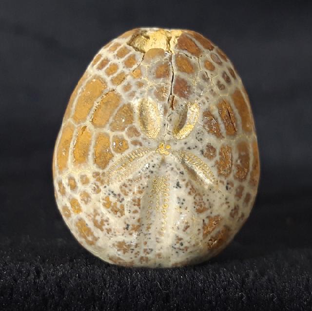 Cyclaster pfenderae (LAMBERT 1936) - Bild &copy; FossNet FossilienStore